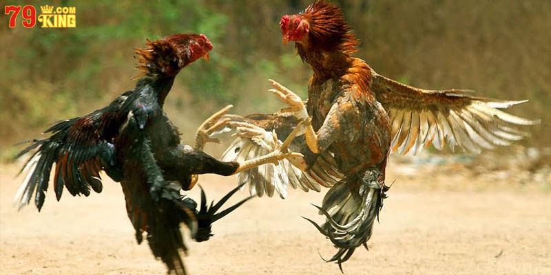 Đặc điểm trong một trận tranh tài chiến kê diễn ra tại đấu trường Thomo