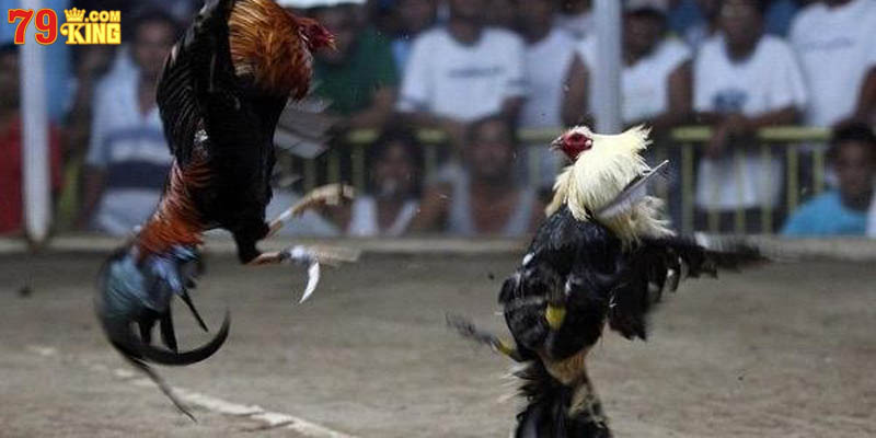 Đọc bảng kèo cho người tham gia dễ dàng chiến thắng