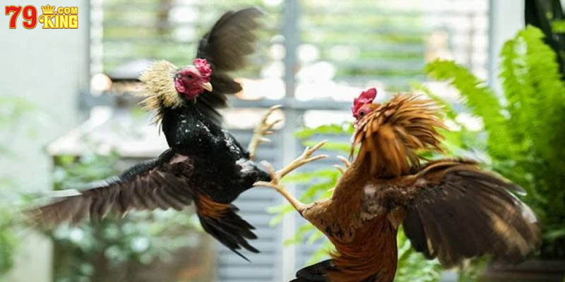 Hướng dẫn kỹ thuật vần gà đá cơ bản cho người mới