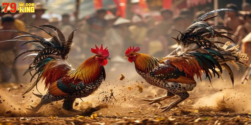 Hướng dẫn xem mào gà dáng tốt chi tiết nhất