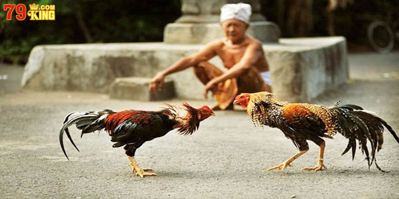 Sân chơi đá gà đẳng cấp được nhiều người lựa chọn