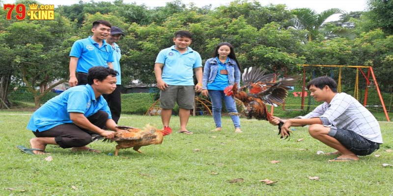Tham gia đá gà cựa sắt hấp dẫn người chơi
