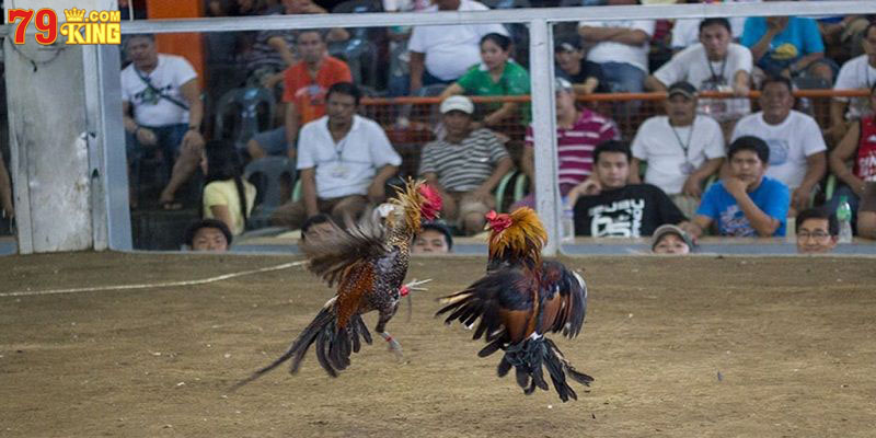 Vai trò quan trọng của mào gà khi chọn chiến kê