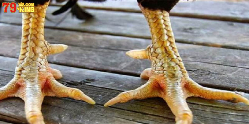 Vảy xấu cần tránh để không nuôi gà công cốc